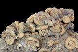 Dactylioceras Ammonite Cluster - Germany #92872-1